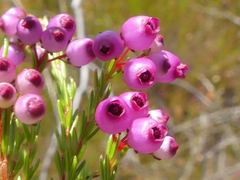 Erica multumbellifera