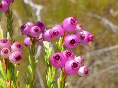 Erica multumbellifera