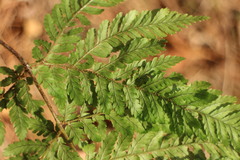 Dryopteris formosana