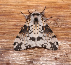 Rhypopteryx