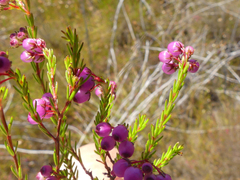 Erica multumbellifera