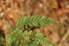 Dryopteris formosana