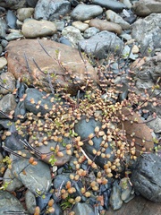Epilobium microphyllum