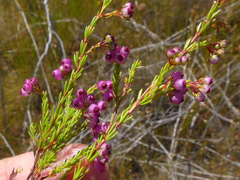 Erica multumbellifera