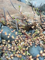Epilobium microphyllum