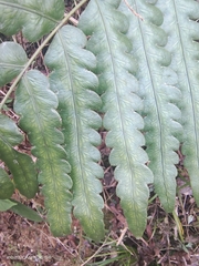 Woodwardia japonica