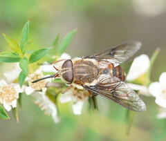 Copidapha