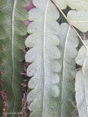 Woodwardia japonica