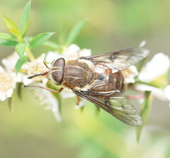 Copidapha