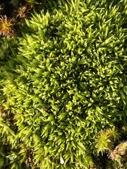 Tortella flavovirens