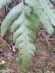 Woodwardia japonica