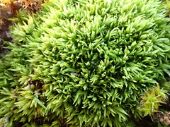 Tortella flavovirens