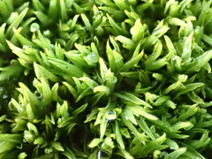 Tortella flavovirens