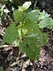 Urtica membranacea