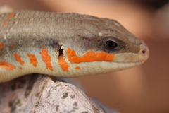 Eumeces algeriensis