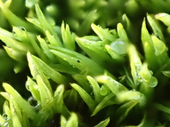 Tortella flavovirens