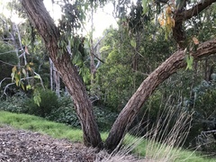 Eucalyptus obliqua