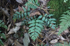 Polystichum integripinnum