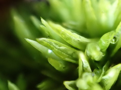 Tortella flavovirens