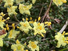 Asterolasia trymalioides