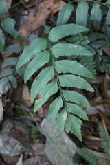 Polystichum integripinnum