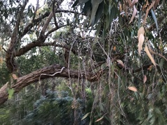 Eucalyptus obliqua