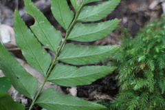 Polystichum integripinnum
