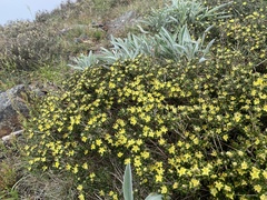 Asterolasia trymalioides