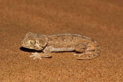 Tarentola chazaliae