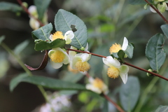 Camellia sinensis