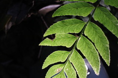 Polystichum integripinnum