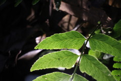 Polystichum integripinnum