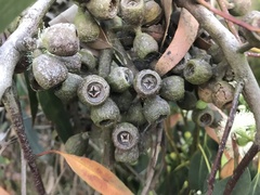Eucalyptus obliqua