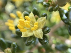 Asterolasia trymalioides