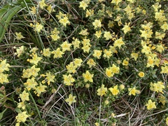 Asterolasia trymalioides