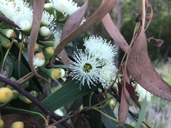 Eucalyptus obliqua