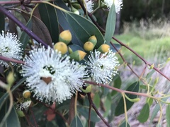 Eucalyptus obliqua