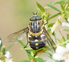 Scaptia auriflua