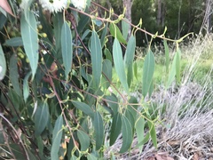 Eucalyptus obliqua