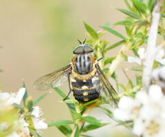 Scaptia auriflua