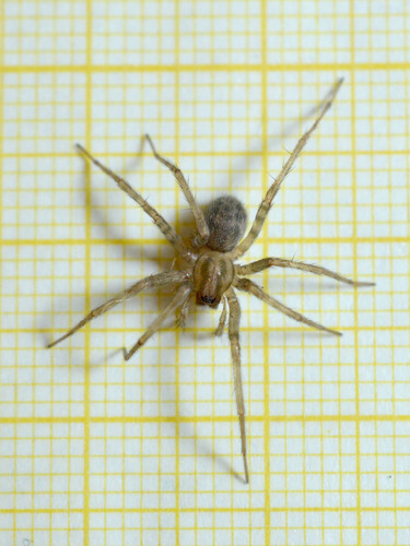 Barn funnel weaver