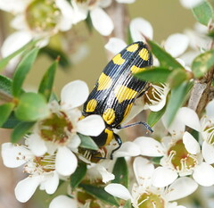 Castiarina octospilota
