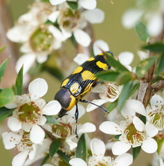Castiarina octospilota