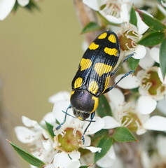 Castiarina octospilota