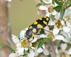 Castiarina octospilota