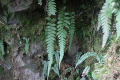 Leptogramma tottoides