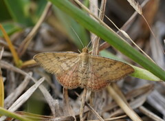 Scopula rubraria