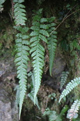 Leptogramma tottoides