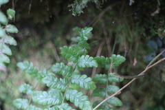 Leptogramma tottoides