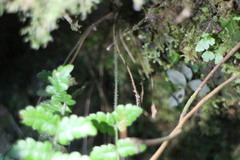 Leptogramma tottoides